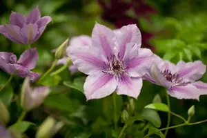 Clematis 'Nelly Moser'