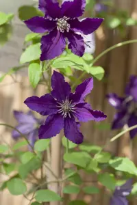 Clematis 'Rasputin' - 80-100 CM C3 - image 2