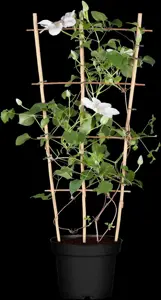 Clematis 'Rollercoaster' - 2 Ltr, single cane - image 5