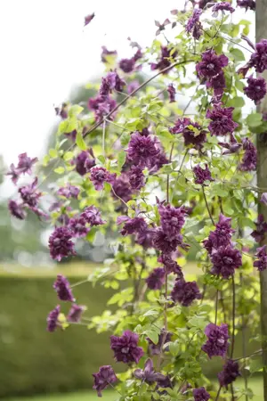 Clematis viticella 'Purp. Plena Elegans' - 2 Ltr, 4 canes - image 1