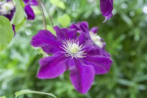 Clematis 'Warszawska Nike' - 2 Ltr, 3 canes - image 5