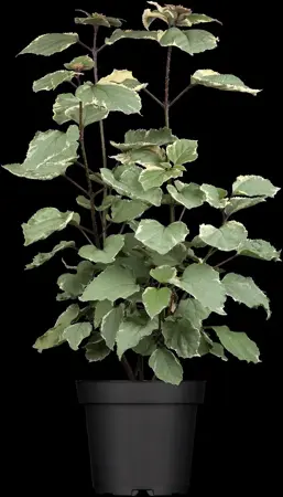 Clerodendrum bungei 'Pink Diamond' - 125-150 CM C20 - image 1