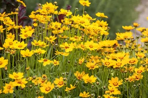 Coreopsis grand. 'Adiamo' - 2 Ltr pot - image 2