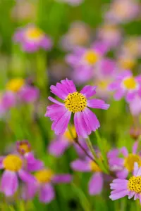 Coreopsis rosea 'American Dream' - 1.5 Ltr pot - image 3