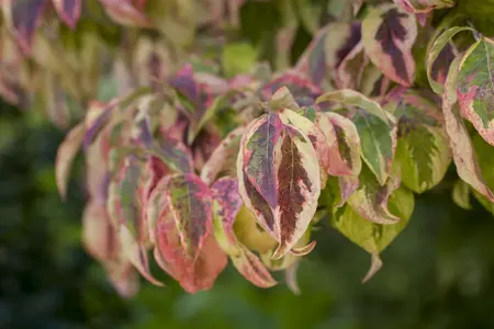 CORNUS a BATON ROUGE 10L - image 2