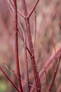 Cornus alba 'Miracle'? - 3 Ltr pot - image 5