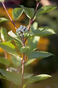 Cornus alba 'Siberian Pearls' - 40-50 CM C3