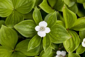 Cornus canadensis
