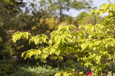 Cornus florida 'Rainbow' - 30-40 CM C5 - image 1