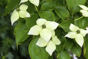 Cornus kousa - 2 Ltr pot - image 5
