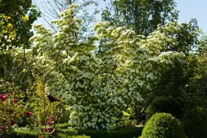 Cornus kousa chinensis - 40-60 CM C5 - image 3