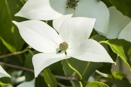 Cornus kousa 'Milky Way' - 40-60 CM C5 - image 3
