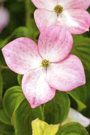 Cornus kousa 'Satomi' - 50-60 CM C7.5 - image 1