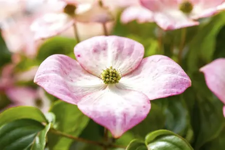 Cornus kousa 'Satomi' - 40-50 CM C4 - image 2