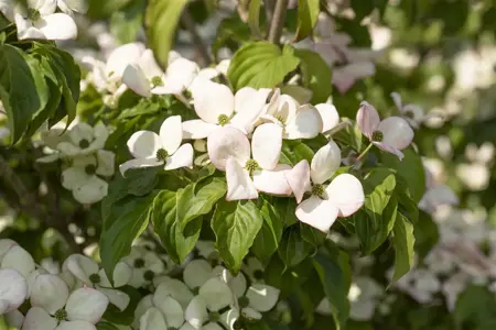 Cornus kousa 'Satomi' - 50-60 CM C7.5 - image 5