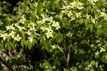 Cornus kousa 'Schmetterling' - 40-60 CM C2 - image 5