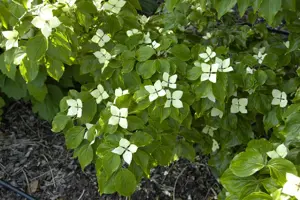 Cornus kousa 'Schmetterling' - 40-60 CM C2 - image 4