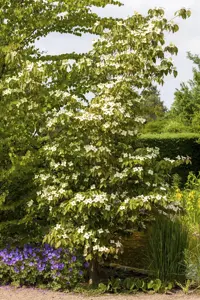 Cornus kousa 'Teutonia' - SOLITAIR 125-150 CM C35 - image 2