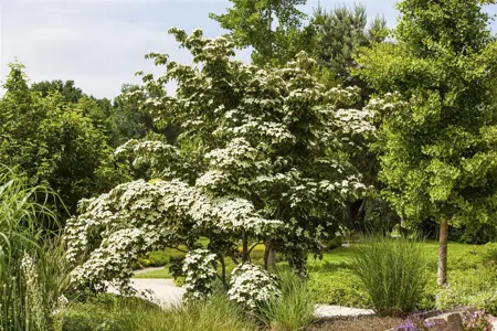 Cornus kousa 'Wieting's Select' - 200-250 CM C80 - image 3