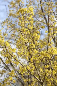 Cornus officinalis - 175-200 CM C80 - image 4