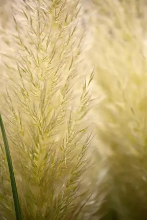 Cortaderia selloana 'Evita'? - 3 Ltr pot - image 2