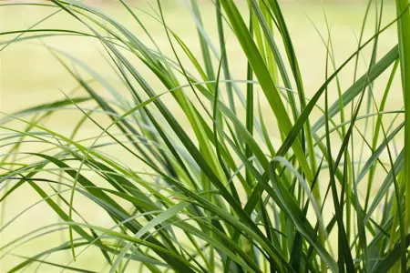 Cortaderia selloana 'Rosea' - P13