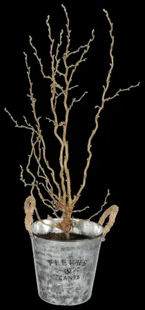 Corylus avellana 'Twister' - 80 CM STEM C10 - image 1