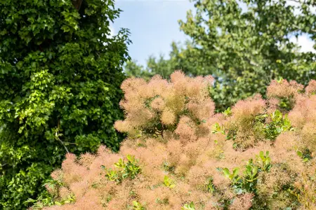 Cotinus cog. 'Lemon Lady' - 50-60 CM C10 - image 4