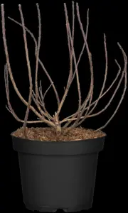 Cotinus cog. 'Lilla'?