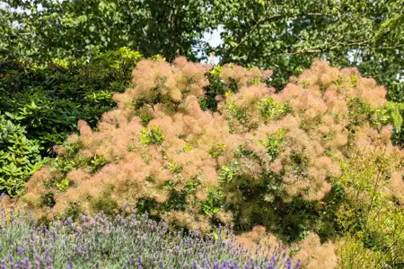 Cotinus cog. 'Magical Red Fountain' - 30-40 CM C3 - image 5