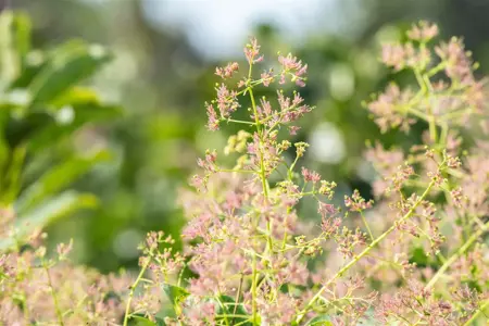 Cotinus cog. 'Magical Red Fountain' - 30-40 CM C3 - image 3