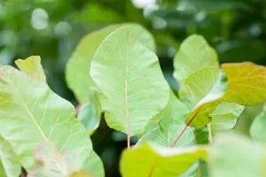 Cotinus cog. 'Old Fashioned'?