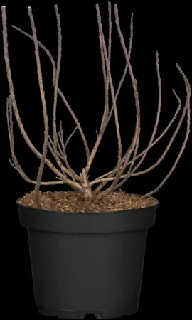 Cotinus coggygria - 20 Ltr pot - image 2