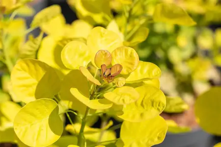 COTINUS GOLDEN LADY 10L - image 3