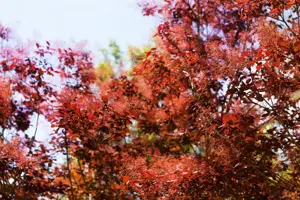 COTINUS ROYAL PURPLE 10L - image 4