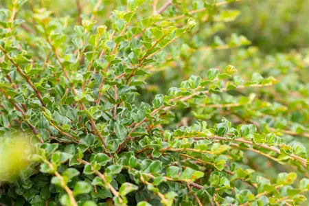 Cotoneaster apiculatus 'Blackburn' - 80 CM STEM C10 - image 3
