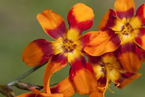 Crocosmia 'Emily McKenzie' - P9 - image 2