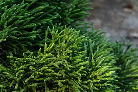 Cryptomeria j. 'Little Champion' - 25-30 CM C5 - image 4