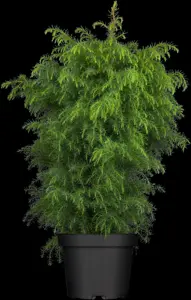 Cryptomeria j. 'Tenzan' - P11 - image 4
