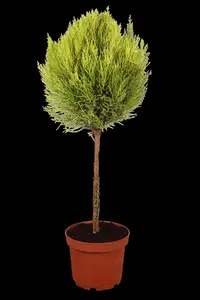 Cupressus m. 'Goldcrest'