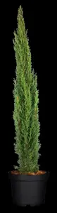 CUPRESSUS sem TOTEM  7L - image 2
