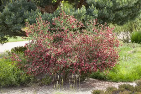 Cytisus 'Boskoop Ruby' - 1.5 Ltr pot