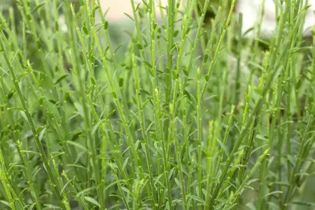 Cytisus 'Lena' - 40-50 CM C4 - image 1