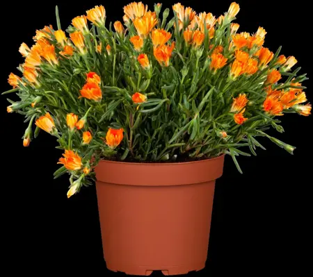Delosperma 'Tre Colori' - P7 - image 2