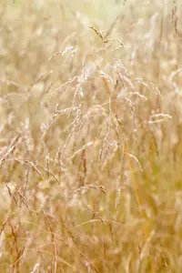 Deschampsia cespitosa - 3 Ltr pot - image 4
