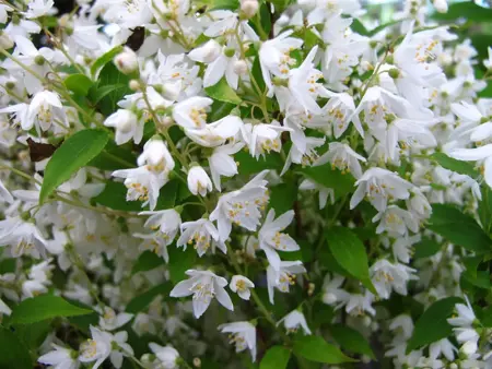 Deutzia gracilis 'Nikko' - 30-40 CM C3.5