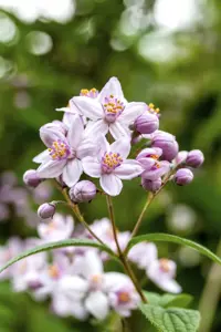 Deutzia hybrida 'Mont Rose' - P9 - image 3