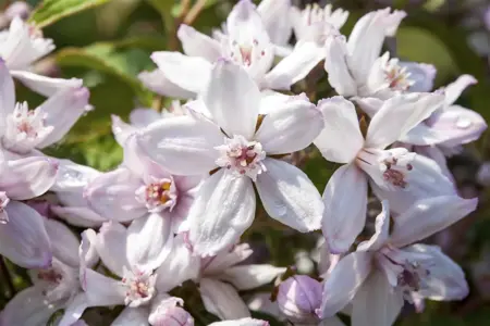 Deutzia hybrida 'Mont Rose' - 60-80 CM C6.5 - image 2