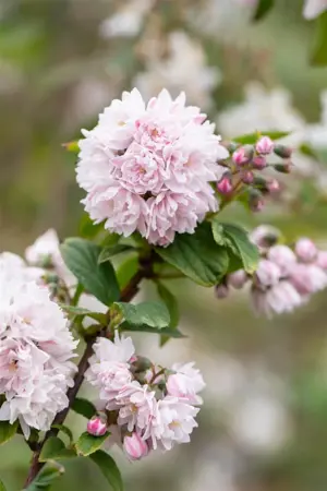 Deutzia hybrida 'Pink Pom-Pom' - 40-50 CM C3 - image 3