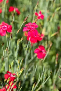 Dianthus delt. 'Flashing Light' - P9 - image 3